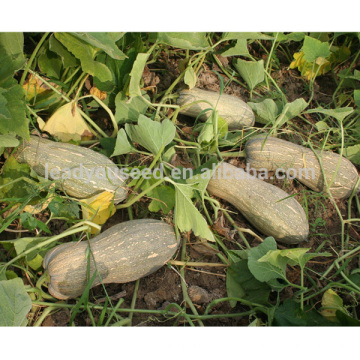 Semillas de calabaza dulces híbridas grandes del tamaño f1 de PU14 Hobao, semillas de calabaza para la venta